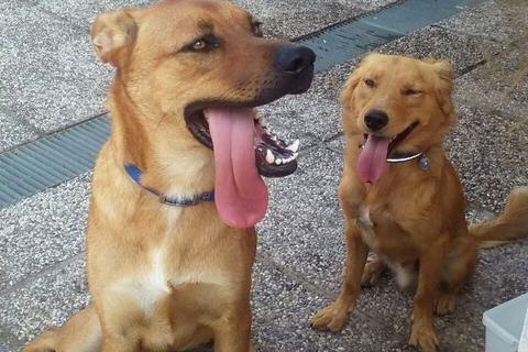 Ricky e Kiro, adottati insieme!